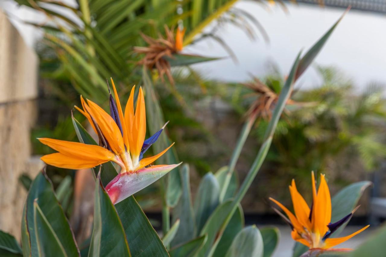 Medano4You The Strelitzia Holiday Home El Médano Екстериор снимка